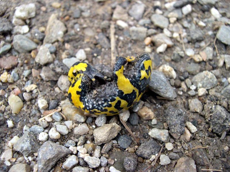 Bombina variegata e Rana temporaria